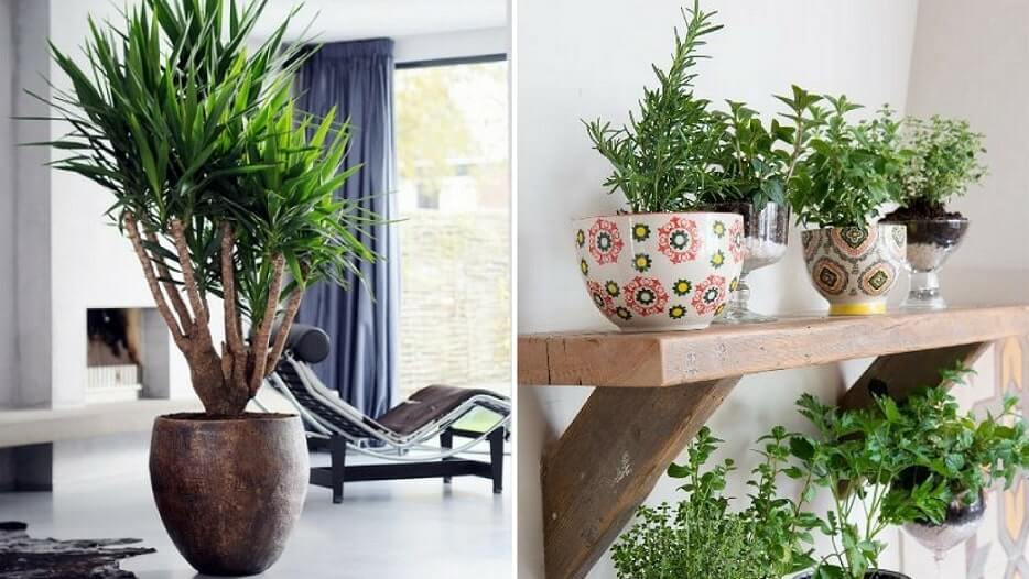 5 ideas para decorar tu departamento con plantas