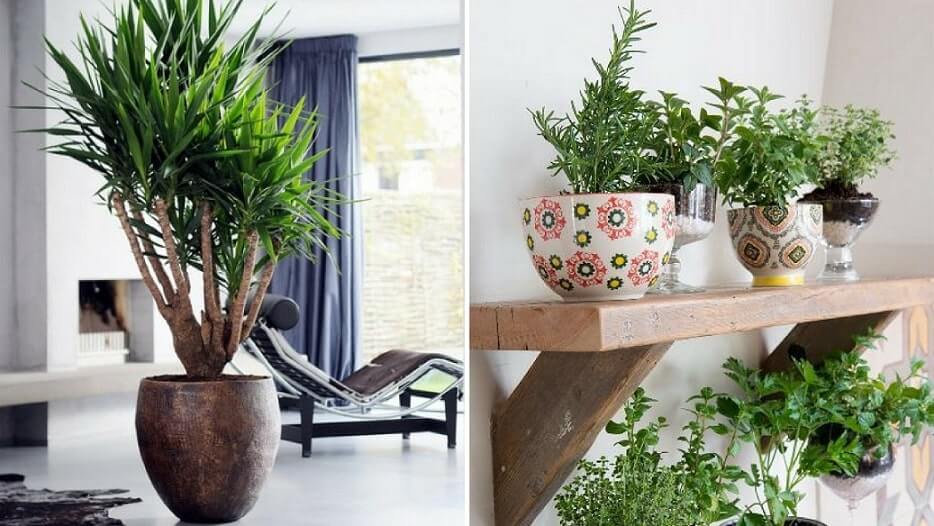 Ideas para decorar con plantas y darle un toque verde a tu casa